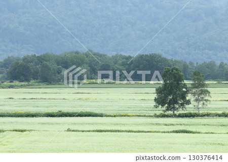 盛開的蕎麥田。日本最大的蕎麥田。日本最大的蕎麥之鄉。幌加內町。 130376414