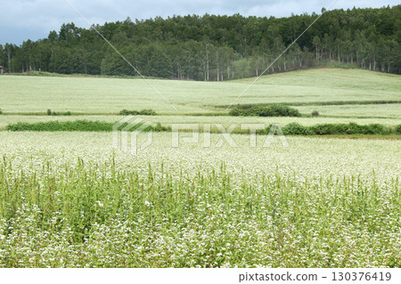 盛開的蕎麥田。日本最大的蕎麥田。日本最大的蕎麥之鄉。幌加內町。 130376419