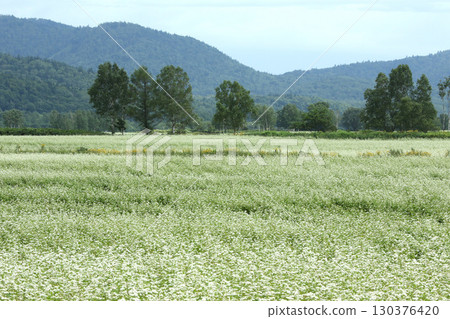 Buckwheat fields in full bloom. Japan's largest buckwheat fields. Japan's largest buckwheat town. Horokanai Town. Buckwheat fields in full bloom. Japan's largest buckwheat fields. Japan's largest buckwheat town. Horokanai Town. 130376420