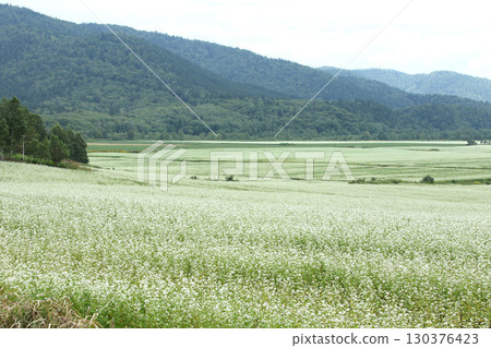 Buckwheat fields in full bloom. Japan's largest buckwheat fields. Japan's largest buckwheat town. Horokanai Town. 130376423