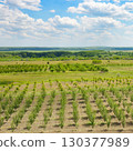 Young spring cherry orchard and blue sky with white clouds. 130377989