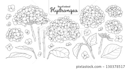 Hydrangea flower set isolated on transparent background, Botanical illustration in black outline and white plain hand-drawn style. Hydrangea flower set isolated on transparent background, Botanical illustration in black outline and white plain hand-drawn style. 130378517