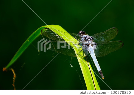 蜻蜓粘在樹葉上 蜻蜓粘在樹葉上 130378830