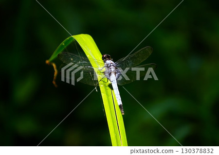 A dragonfly that sticks to the leaves 130378832