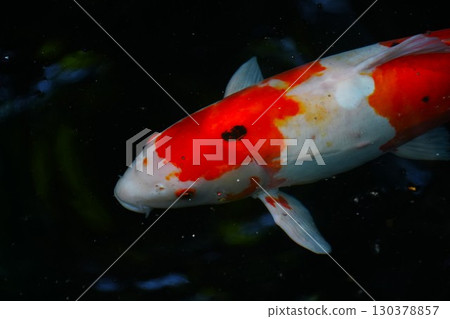 Nishikigoi swimming in the pond 130378857