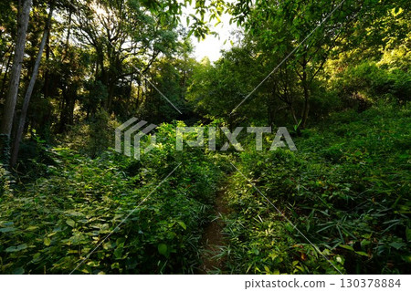 A forest path bathed in light A forest path bathed in light 130378884