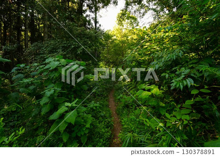 Forest path Forest path 130378891