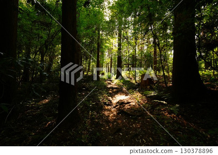 A path in the forest where the light shines A path in the forest where the light shines 130378896