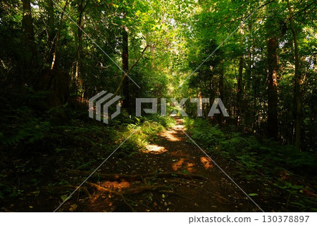 Forest path illuminated by sunlight filtering through the trees Forest path illuminated by sunlight filtering through the trees 130378897