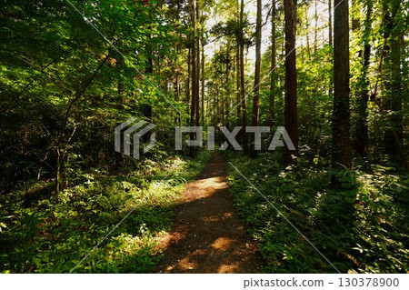 通往森林的路 130378900
