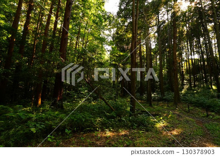 A path in the forest where the light shines A path in the forest where the light shines 130378903