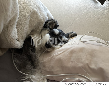 A dog like a boyfriend A dog like a boyfriend 130379577