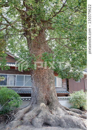 Hiroshima Prefecture, Osakishima Island, Daitoji Temple's Great Camphor Tree 130379622
