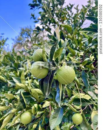 Limes growing on tree, Lime fruits on tree, Green limes closeup Limes growing on tree, Lime fruits on tree, Green limes closeup 130380502