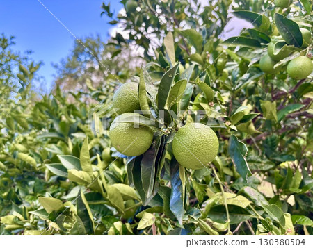Limes growing on tree, Lime fruits on tree, Green limes closeup Limes growing on tree, Lime fruits on tree, Green limes closeup 130380504