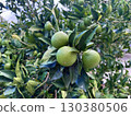 Limes growing on tree, Lime fruits on tree, Green limes closeup 130380506