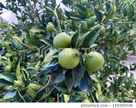 Limes growing on tree, Lime fruits on tree, Green limes closeup 130380506