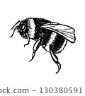Buff tailed Bumblebee vector isolated outline drawing. Hand drawn flying insect in black sketch style. Monochrome garden bumble bee etching illustration for tattoo, biology poster, entomology book 130380591