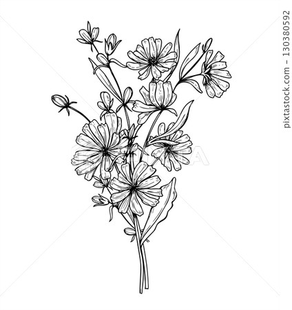 Monochrome chicory plant bouquet line ink illustration. Wild meadow Cichorium flower etching drawing. Delicate hand drawn medicinal herbs for design, coffee drink decor, invitation, greeting cards 130380592