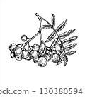 Monochrome rowan berries cluster with leaves vector isolated composition. Hand drawn ripe mountain ash berry bunch outline drawing. Autumn harvest for food packaging, vitamin drink label 130380594