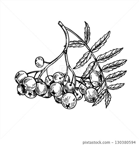 Monochrome rowan berries cluster with leaves vector isolated composition. Hand drawn ripe mountain ash berry bunch outline drawing. Autumn harvest for food packaging, vitamin drink label 130380594
