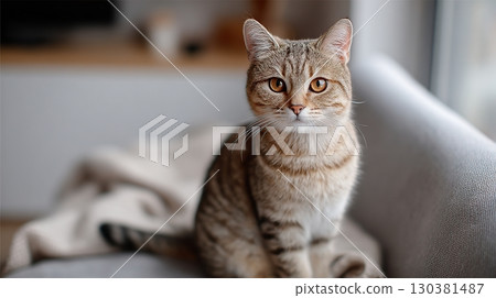 Sleek grey tabby cat sitting upright on a sofa, looking curiously at the surroundings indoors 130381487