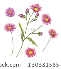 Watercolor lilac flowers and buds of autumn aster watercolor illustration set on isolated background. Fall daisy flower on green stem with leaves. Floral clip art for wedding textile, greeting card. 130381585