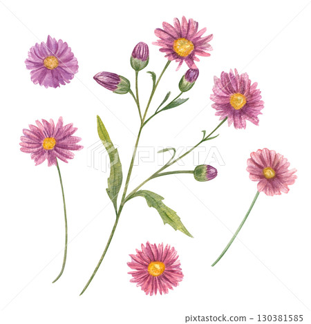 Watercolor lilac flowers and buds of autumn aster watercolor illustration set on isolated background. Fall daisy flower on green stem with leaves. Floral clip art for wedding textile, greeting card. 130381585