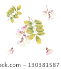 Locust tree twig with leaves and flowers clip art watercolor illustration on isolated background. Hand drawn acacia or robinia pseudoacacia set. Floral bunch for wedding textile, greeting card design. 130381587