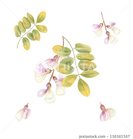 Locust tree twig with leaves and flowers clip art watercolor illustration on isolated background. Hand drawn acacia or robinia pseudoacacia set. Floral bunch for wedding textile, greeting card design. 130381587