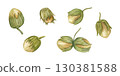Immature green hazelnuts with spiny husks in shell clip art watercolor illustration on isolated background. Forest edible nuts set. Healthy food ingredients for book design, vegan shop decor. 130381588