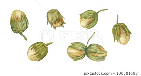 Immature green hazelnuts with spiny husks in shell clip art watercolor illustration on isolated background. Forest edible nuts set. Healthy food ingredients for book design, vegan shop decor. Immature green hazelnuts with spiny husks in shell clip art watercolor illustration on isolated background. Forest edible nuts set. Healthy food ingredients for book design, vegan shop decor. 130381588