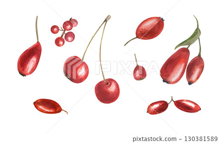 Red berries of different plant species watercolor illustration set on isolated background. Autumn healthy harvest of barberry, hawthorn, rose hip, cherry, pyracantha, cotoneaster clip art. 130381589