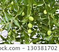 Branch of olive with green fruits, mediterranean olive tree, Olea Europeana sylvestris, Green olives 130381702