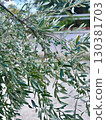 Branch of olive with green fruits, mediterranean olive tree, Olea Europeana sylvestris, Green olives 130381703
