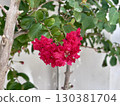 Lagerstroemia indica pink red blooming flowers in the garden 130381704