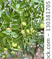 Branch of olive with green fruits, mediterranean olive tree, Olea Europeana sylvestris, Green olives 130381705