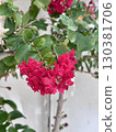 Lagerstroemia indica pink red blooming flowers in the garden 130381706