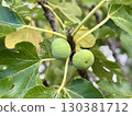 Green figs on the tree, fig tree with green leaves, closeup 130381712