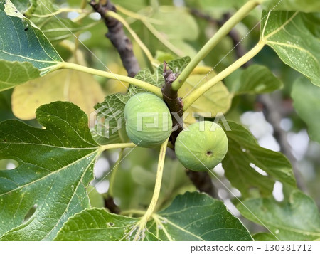 Green figs on the tree, fig tree with green leaves, closeup 130381712