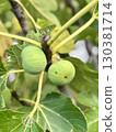Green figs on the tree, fig tree with green leaves, closeup 130381714