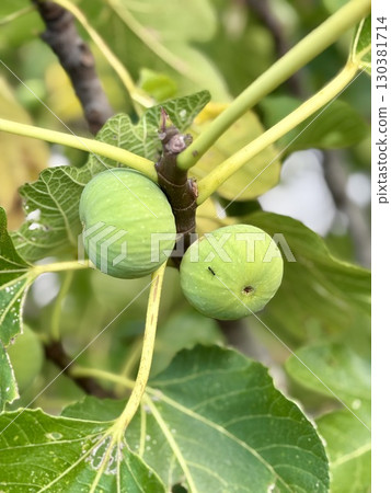 Green figs on the tree, fig tree with green leaves, closeup 130381714