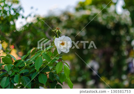 花園裡白玫瑰盛開的瞬間 130381753