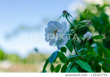 藍天白雲下的白玫瑰 130381754