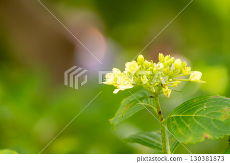 繡球花苞開始綻放黃綠色 130381873