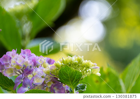 Hydrangea flowers that are a mixture of purple and yellow-green Hydrangea flowers that are a mixture of purple and yellow-green 130381875
