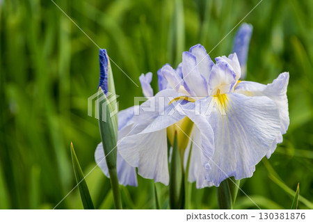 Pale purple irises blooming in early summer Pale purple irises blooming in early summer 130381876