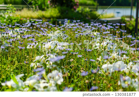 A field of small blue-purple flowers blooming under the sunlight A field of small blue-purple flowers blooming under the sunlight 130381877