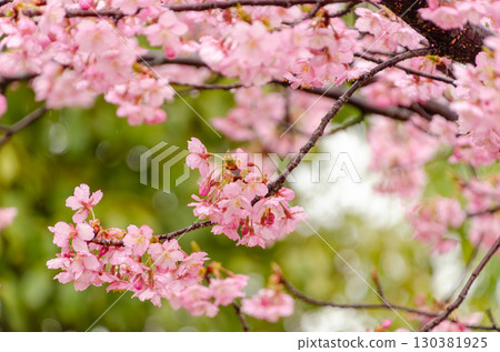 雨中綻放的淡粉色河津櫻花 130381925