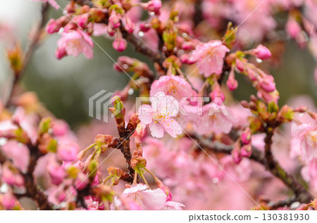 Kawazu cherry blossoms starting to bloom in the rain 130381930